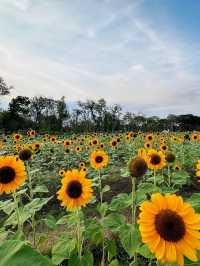 ทุ่งทานตะวันบานกลางกรุง2023 @สวนรถไฟ 🌻🤍🌿