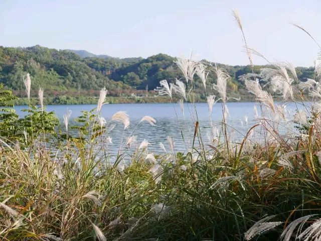 억새풀과 북한강 옆으로 산책하기 좋은 곳