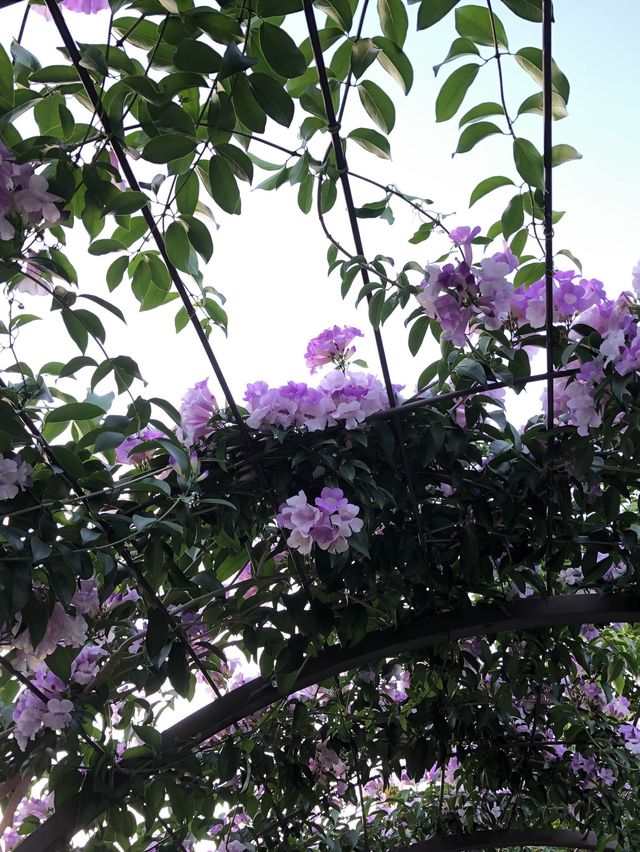 蒜香藤//泰山楓樹河濱公園