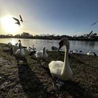 #park #nature #swans #familyday