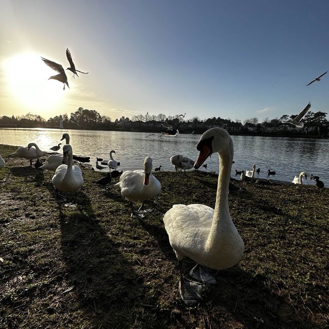 #park #nature #swans #familyday