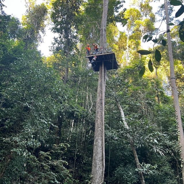 Zip-Line through the jungle!