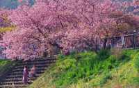 Earliest blooming cherry blossoms in all of Japan |