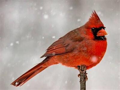 Winter Cardinal Watercolor Class | 6201 Marina Pkwy