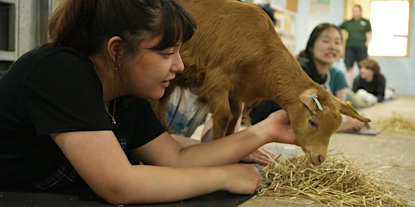 Goat Yoga | White Post Farm