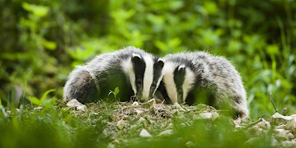 Badger Watch at Falls of Clyde 2025 | Scottish Wildlife Trust - Falls of Clyde Visitor Centre and Wildlife Reserve