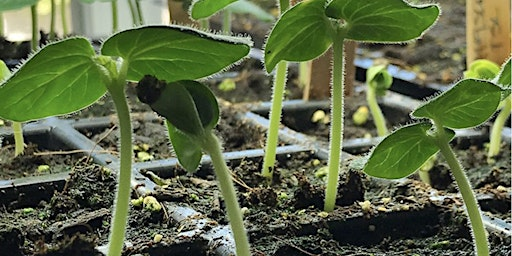 How to Winter Sow Native Seeds | Ottawa Tool Library