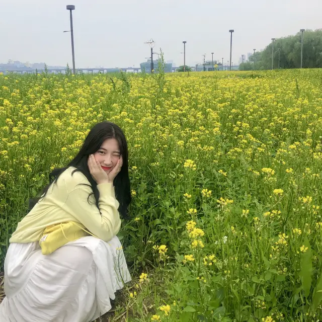 제주도 아니구 ~ 서울 한복판의 유채꽃밭 🌼