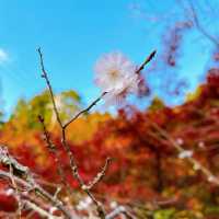 【紅葉巡り】湖東三山 百済寺