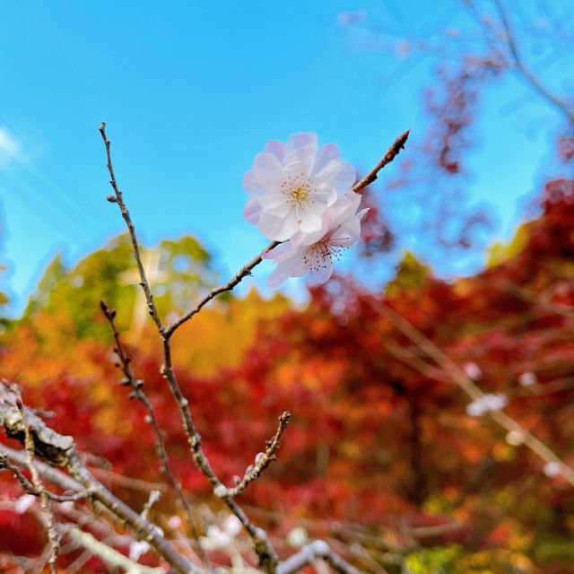 【紅葉巡り】湖東三山 百済寺