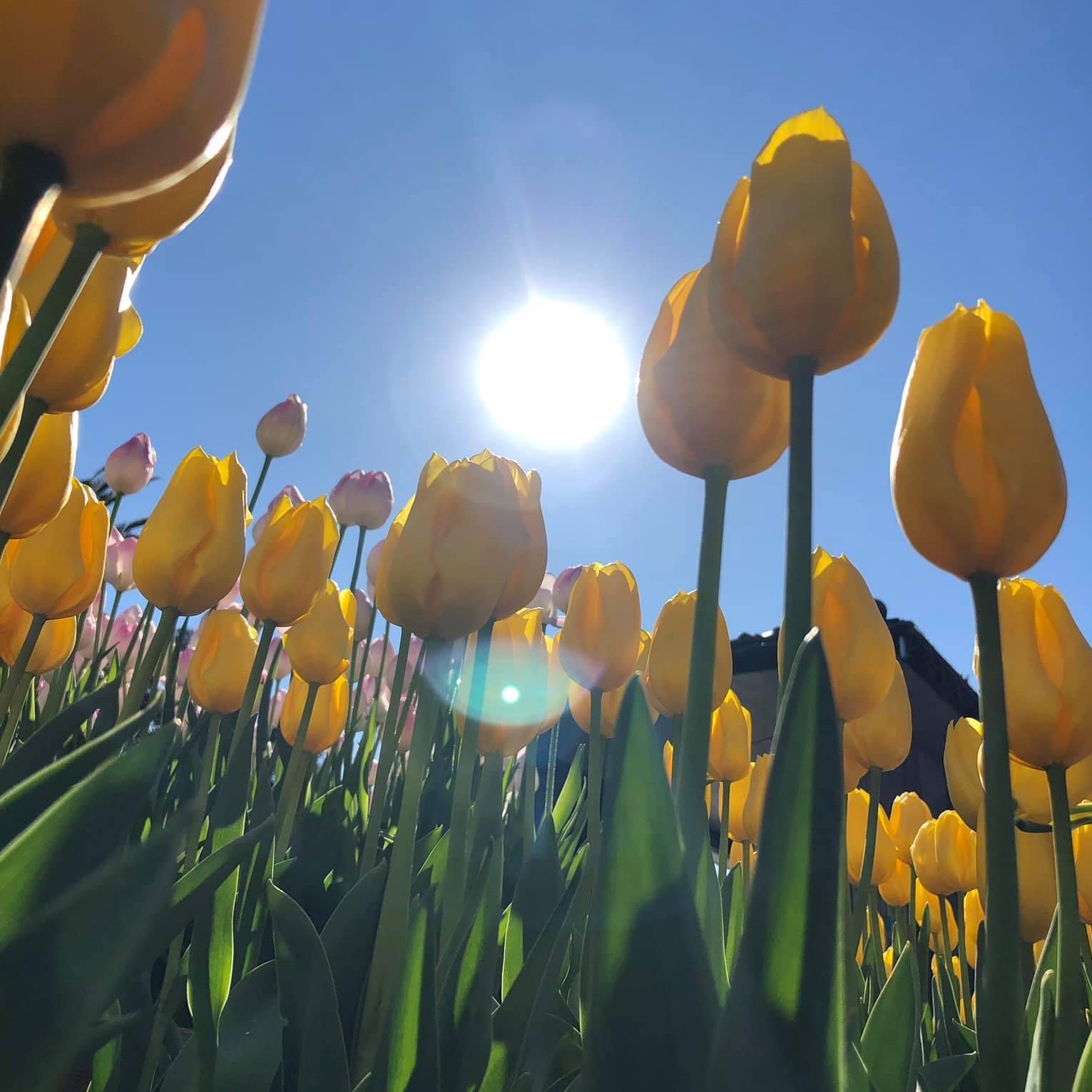 江之島燈台 飽覽江之島美景 Trip Com 日本trip Moments 貼文