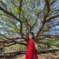 🌳 ต้นจามจุรียักษ์ อายุกว่า 100 ปี 🌿