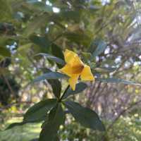 超靚秘密賞櫻花園