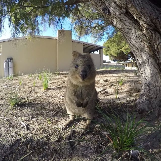 Say Hi to the Happiest Animal on Earth!