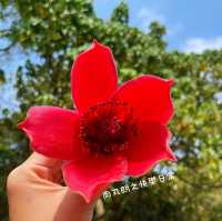 【假子親子遊】春天篇地木棉花～