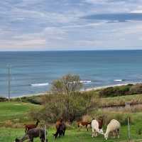 Apollo Bay Staycation