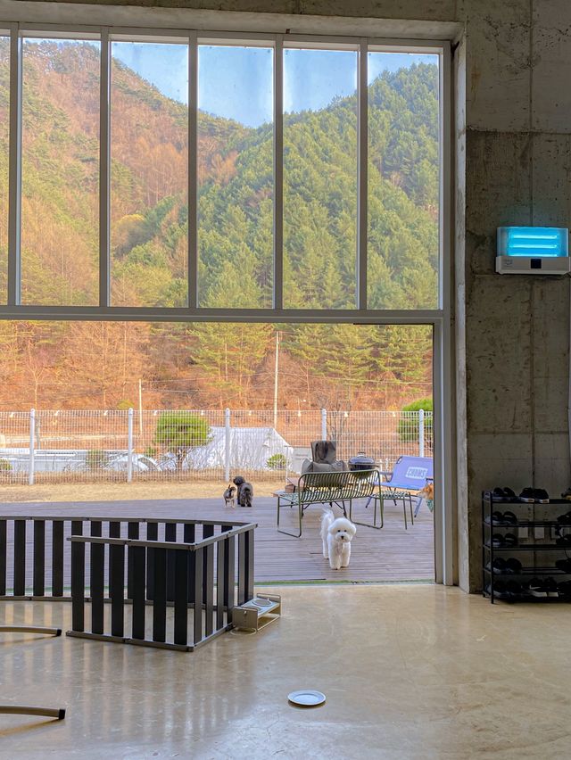 독채 펜션에서 반려견과 함께 힐링하기