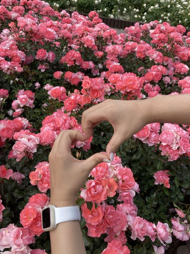 울산대공원 장미축제