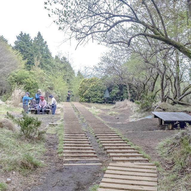 大倉尾根の木道を行く