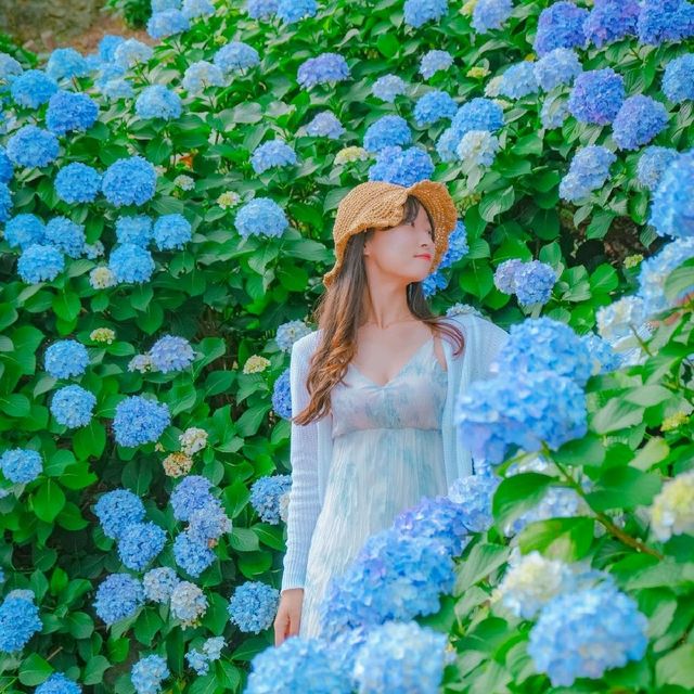 🌊바다와 함께 수국을 즐길 수 있는곳 [거제도, 저구항]