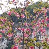 櫻花公園🌸🌸🌸