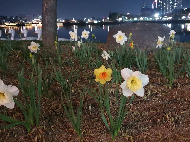 사시사철 언제 가도 예쁜 꽃과 푸른 나무를 구경할 수 있는 대구 수성못🌸🌺