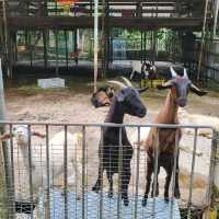 假日遊走元朗大棠半日遊