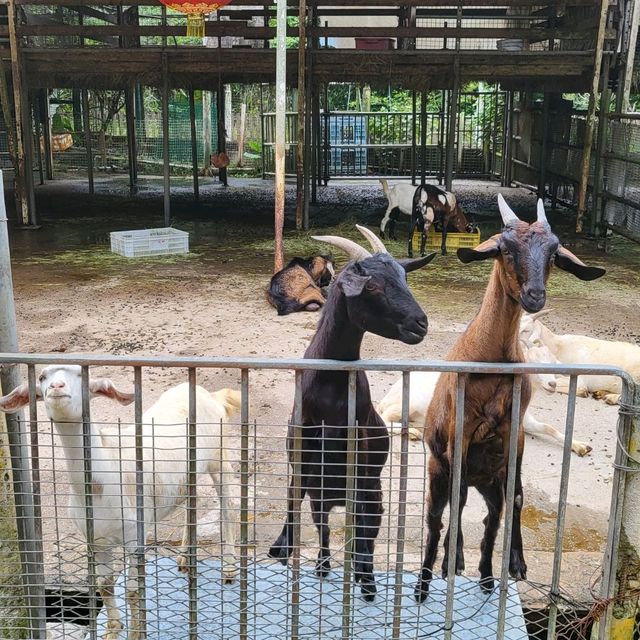 假日遊走元朗大棠半日遊