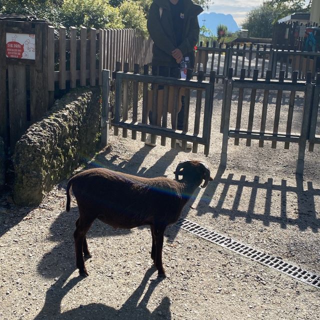 薩爾斯堡動物園半天遊！