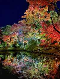 【京都】高台寺 夜間特別拝観✨美しすぎる紅葉ライトアップ✨
