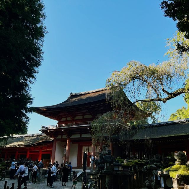 奈良必去 ⛩️ 春日大社