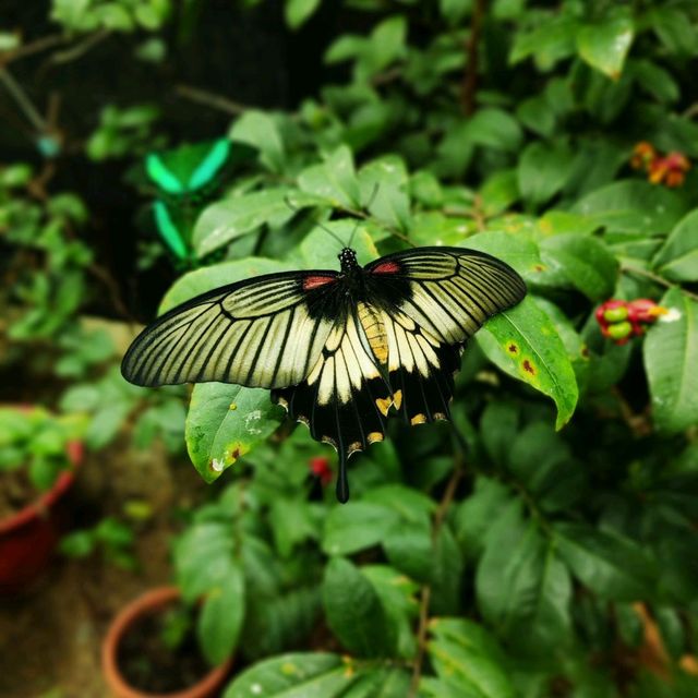 Butterflies Up-Close