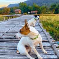 ภูเรือ เรือนไม้ รีสอร์ท ที่พักบรรยากาศดี วิวทุ่งนา
