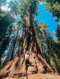 Sequoia National Park