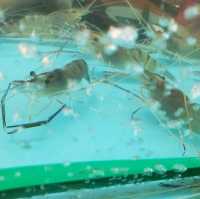 【想食大頭蝦🦐自己夾自己燒啦😆】