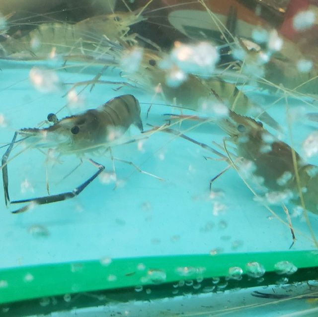 【想食大頭蝦🦐自己夾自己燒啦😆】