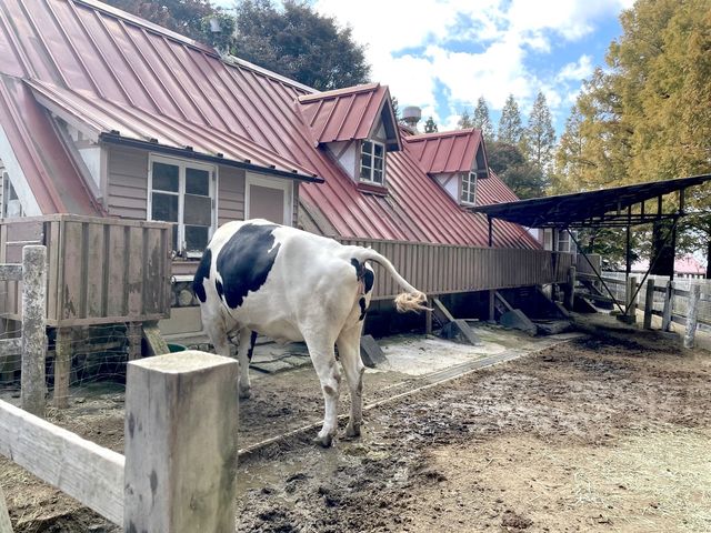 神戸🐏あまりの近さに驚いた！！【六甲山牧場】