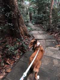 🐕🐾 hiking with your furkids