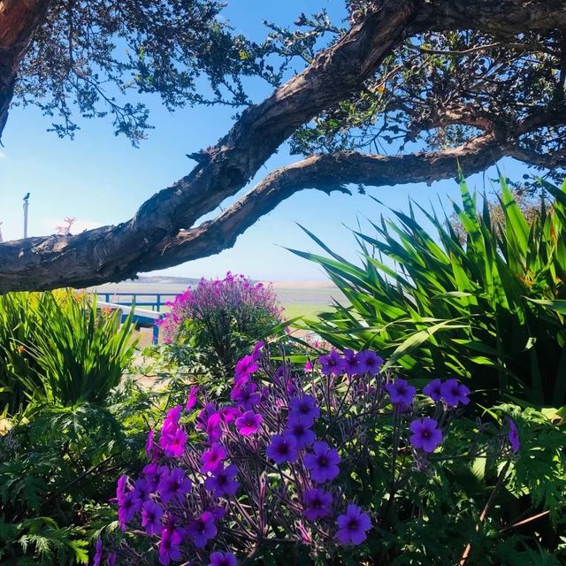 美國貝伍德公園（Baywood park)
