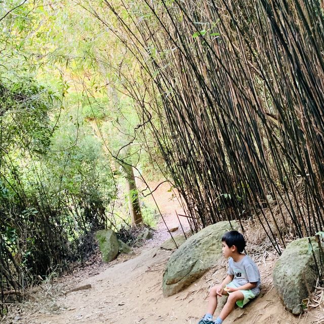 港版嵐山竹林之道