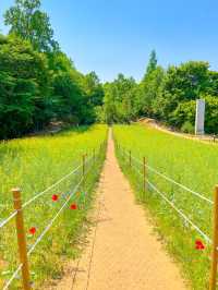 예쁜꽃들이 만개한 올림픽공원 들꽃마루🌼