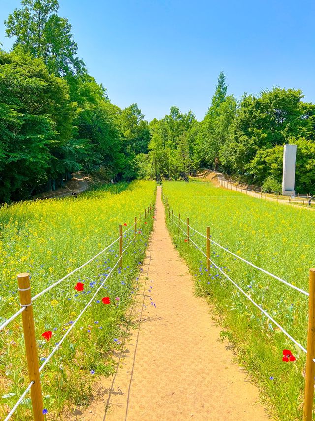 예쁜꽃들이 만개한 올림픽공원 들꽃마루🌼