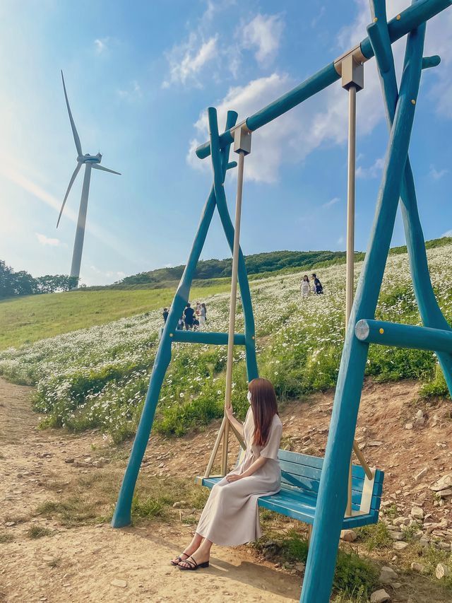 한국의 알프스 초원 평창 “청옥산 육백마지기” 🕊