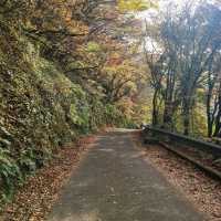 한라산 아래 제주 단풍 명소 <천아계곡>