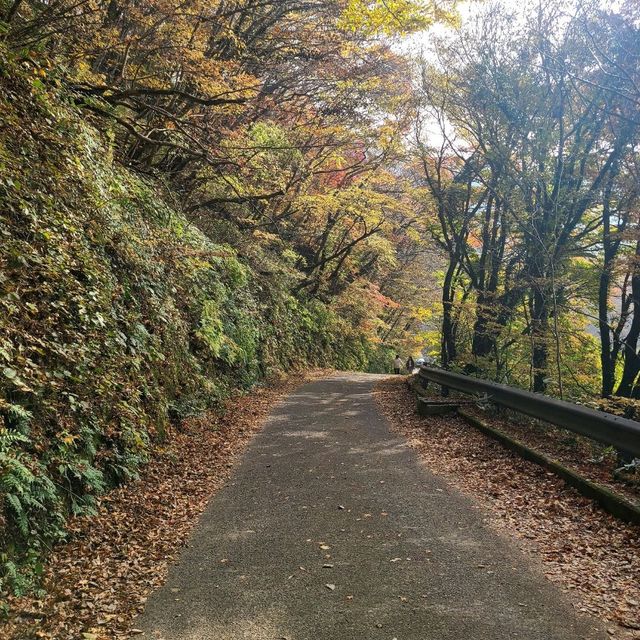 한라산 아래 제주 단풍 명소 <천아계곡>