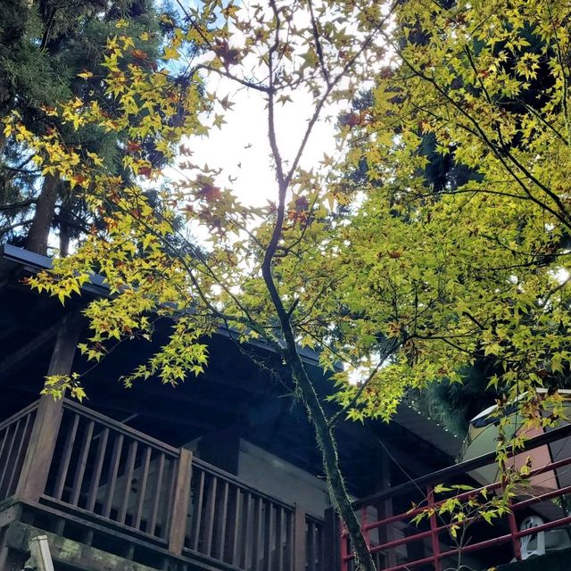 溪頭 