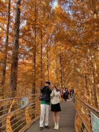 붉게 물든 메타세콰이어 나무가 쭉 뻗어있는 장태산자연휴양림 🍁