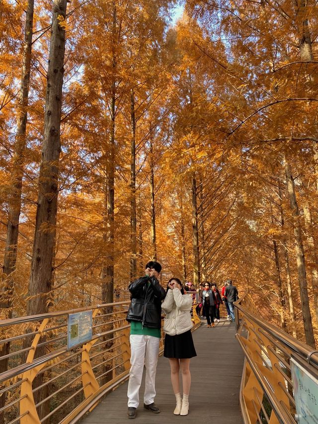 붉게 물든 메타세콰이어 나무가 쭉 뻗어있는 장태산자연휴양림 🍁