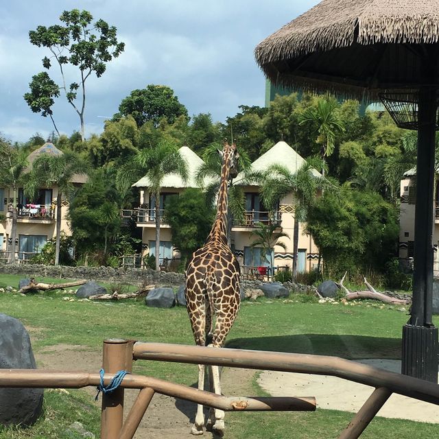 巴里島動物園