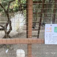 [親子郊外遊] 大棠有機生態園